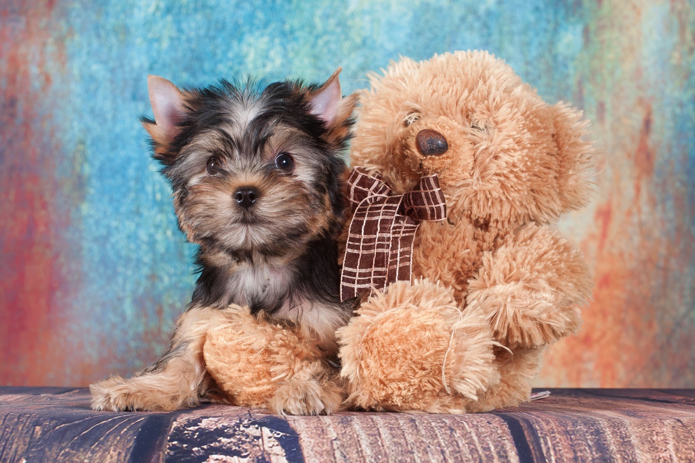 VOLET SHOU TET-A-TET — Labaza DogPedigree YorkshireTerrier